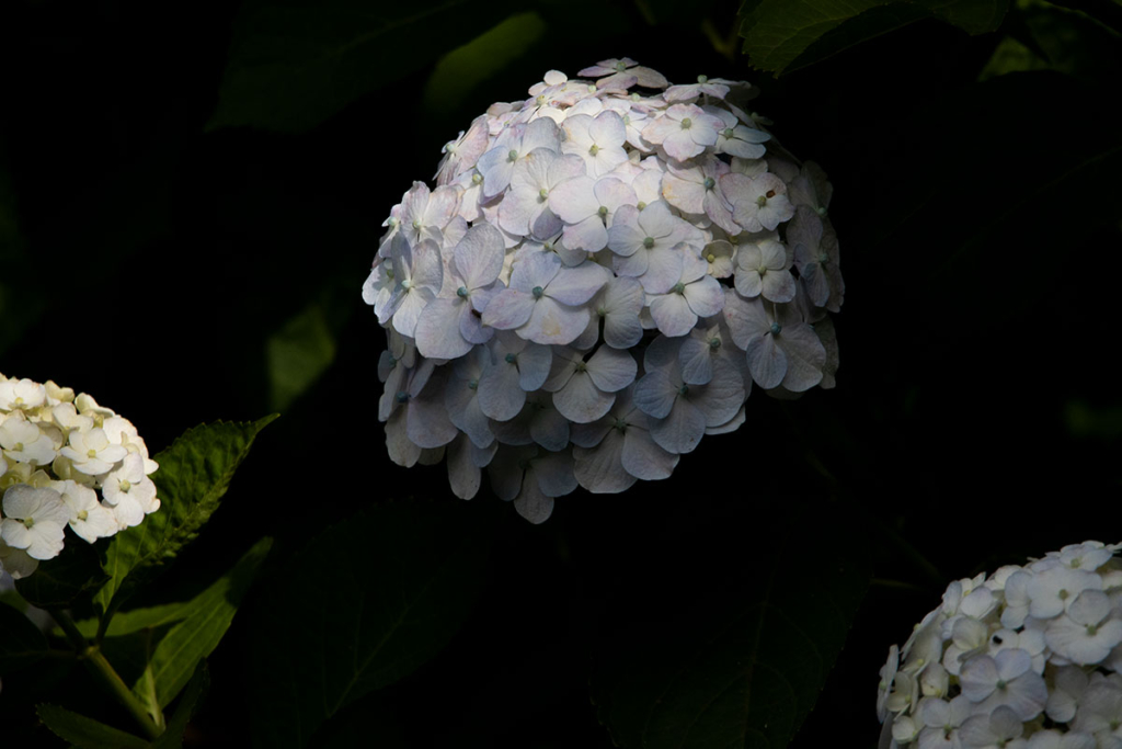 あしかがフラワーパーク園内の紫陽花