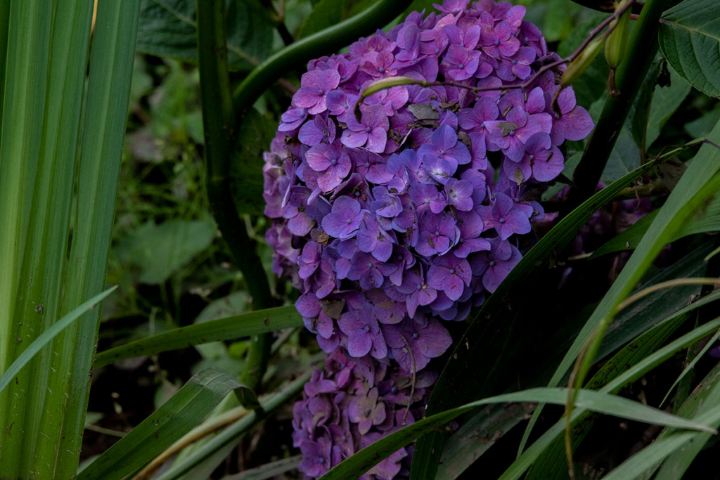 あしかがフラワーパーク園内の紫陽花