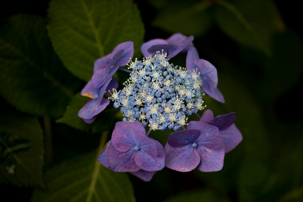 あしかがフラワーパーク園内の紫陽花