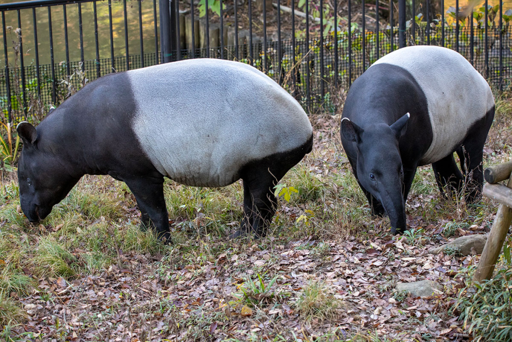 多摩動物公園のマレーバク