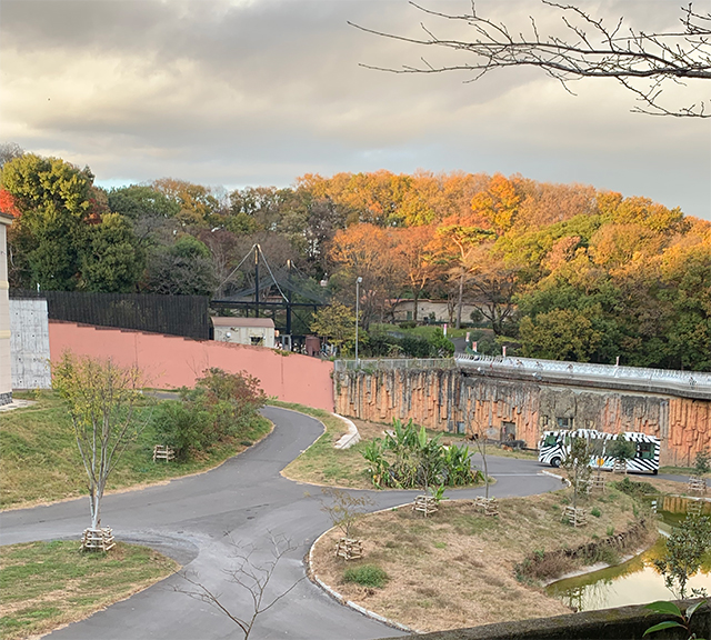 多摩動物公園のライオンバス