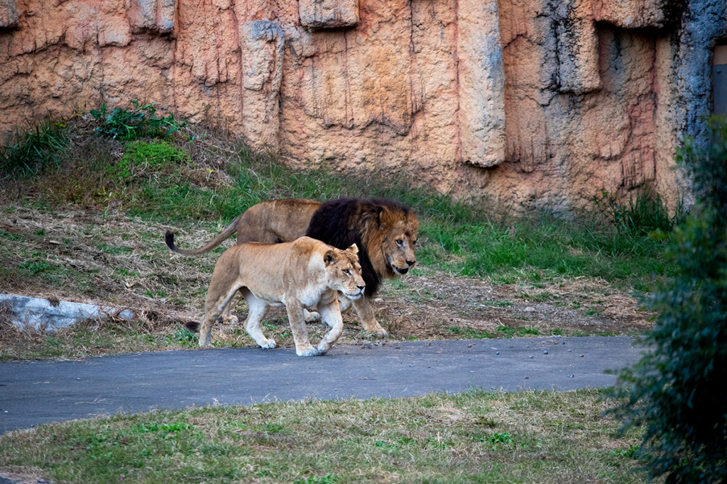 多摩動物公園のライオン