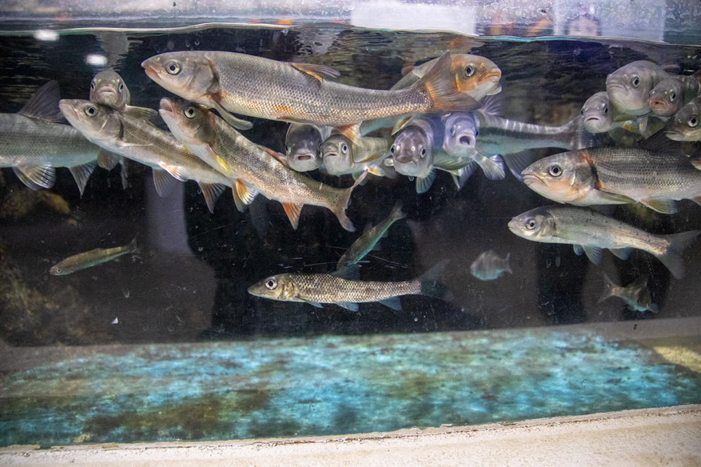 かすみがうら市水族館 館内展示