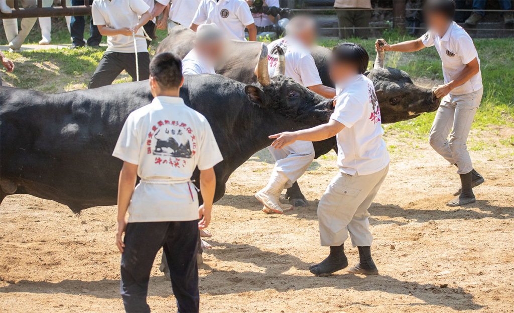 牛の角突き 取組の様子