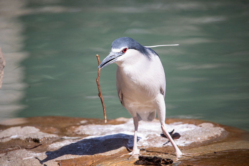 天王寺動物園 鳥の楽園内のゴイサギ