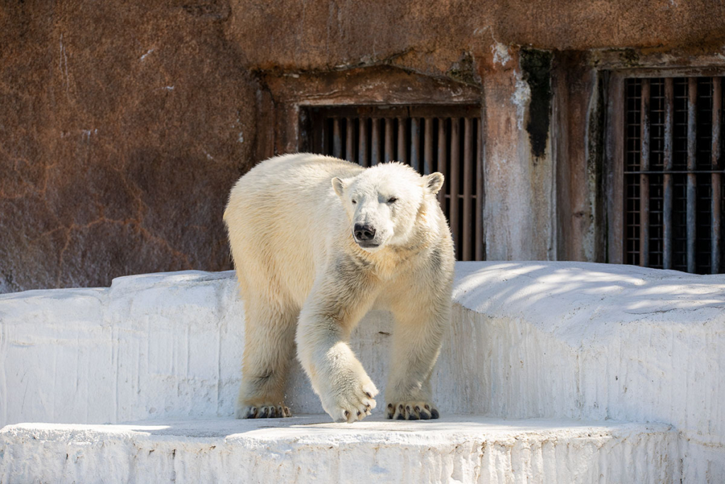 天王寺動物園 ホッキョクグマ