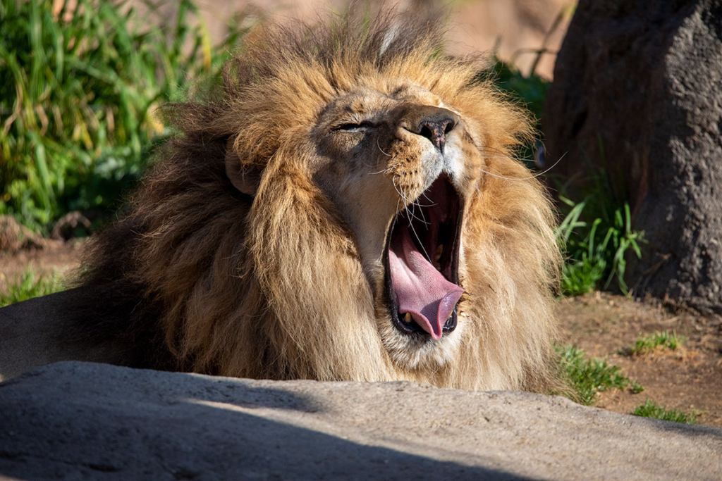 天王寺動物園 ライオン