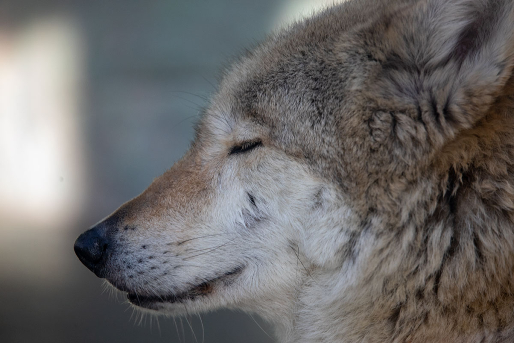 天王寺動物園 チュウゴクオオカミ