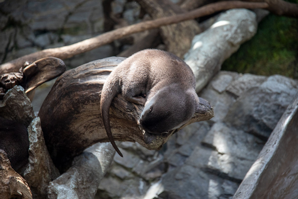 カワウソ