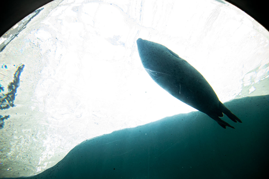 海遊館 「北極圏」