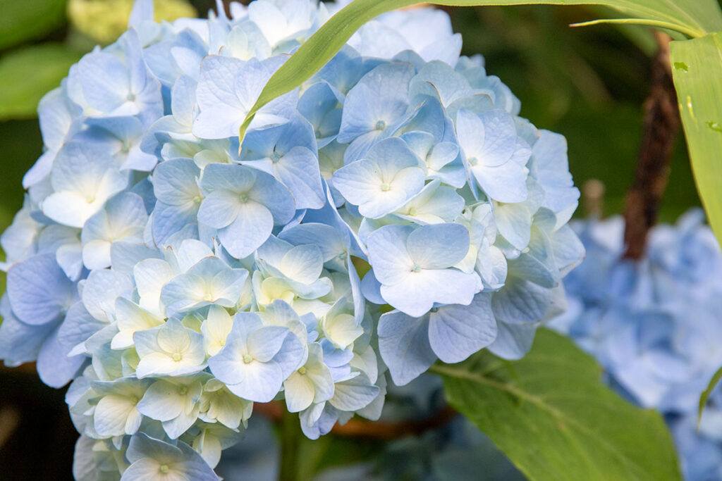 那須どうぶつ王国内の紫陽花