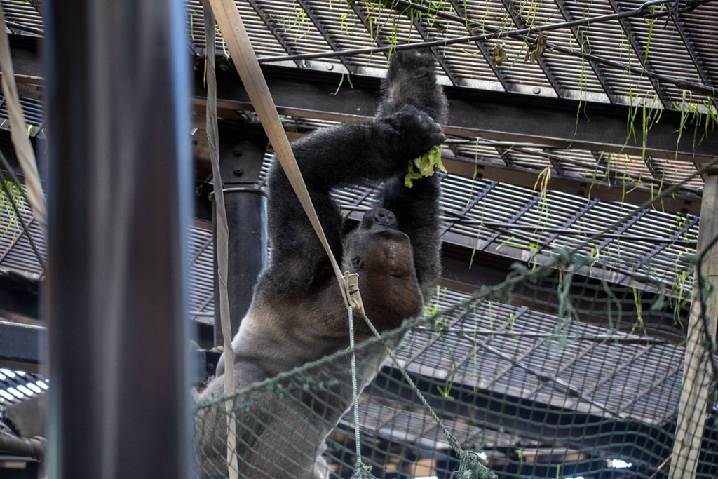 京都市動物園のゴリラ