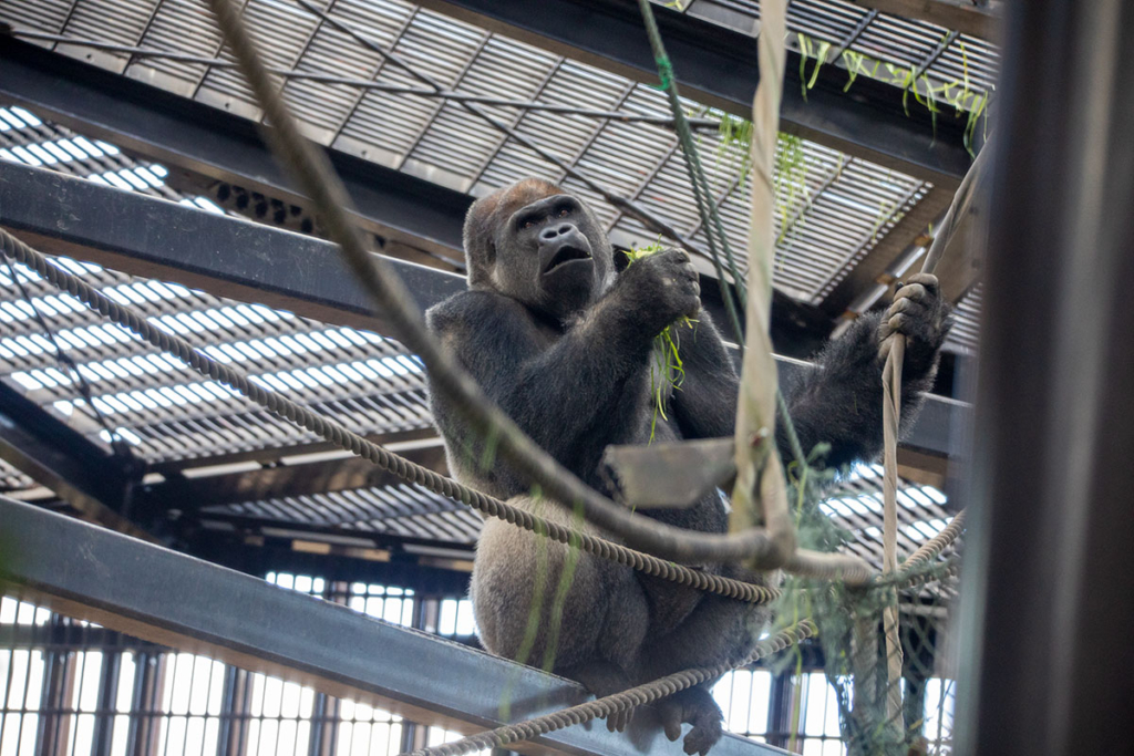 京都市動物園のゴリラ