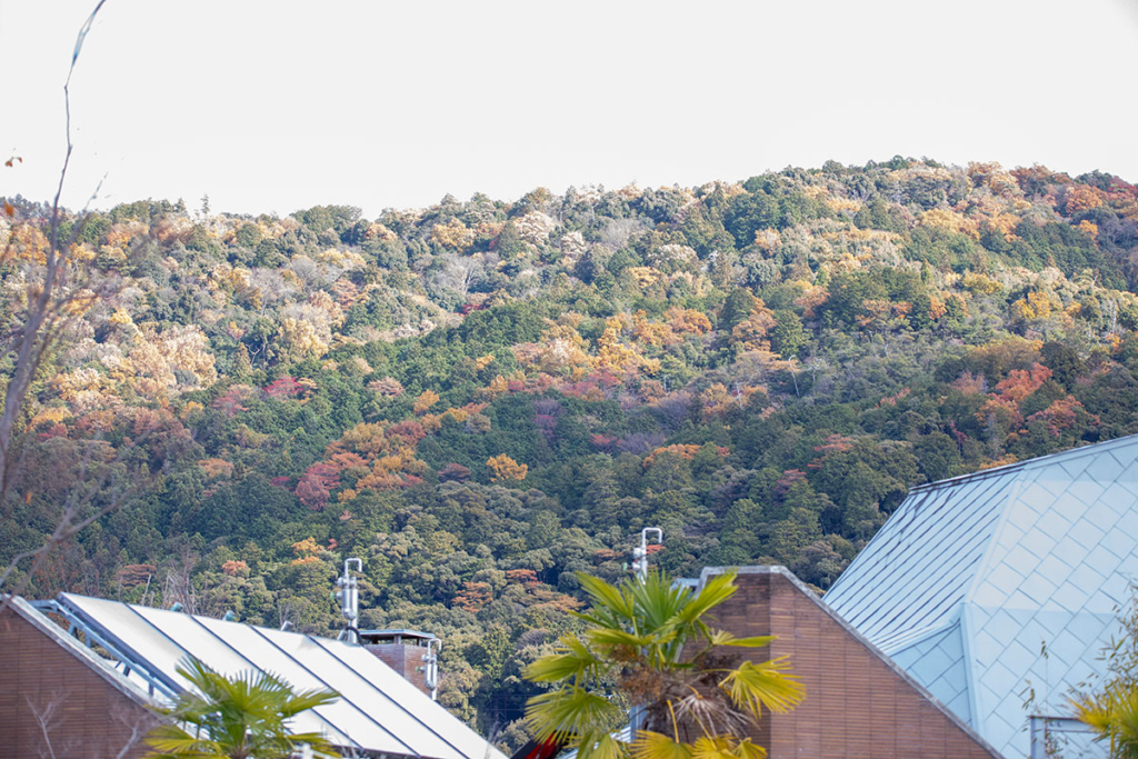 京都市動物園からの風景