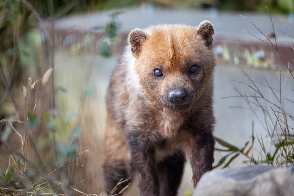 京都市動物園のヤブイヌ