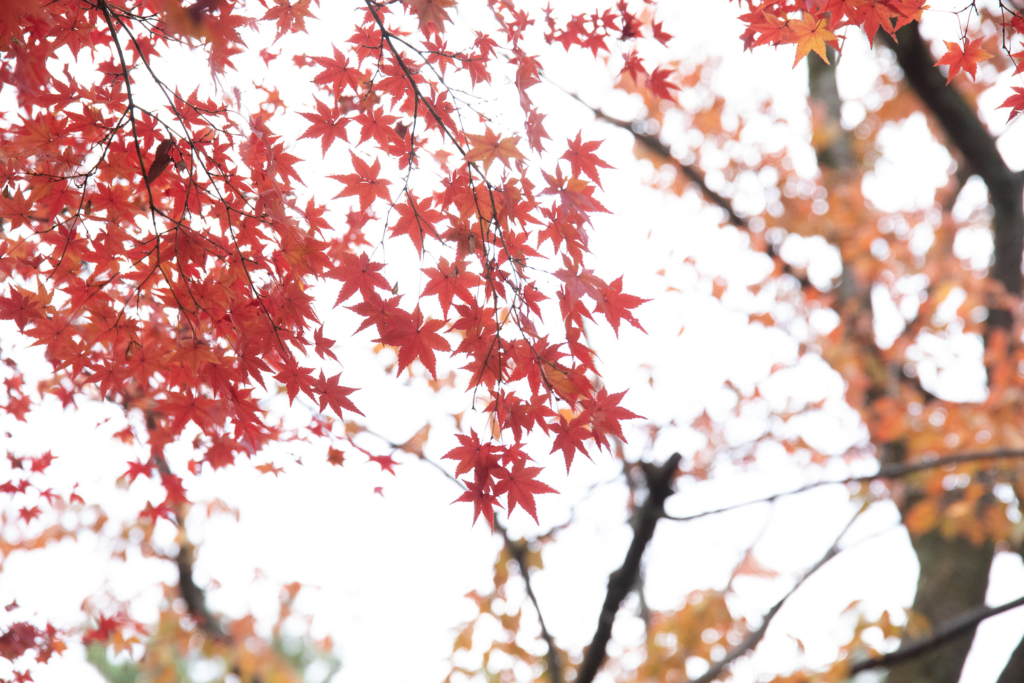 京都御苑内の紅葉