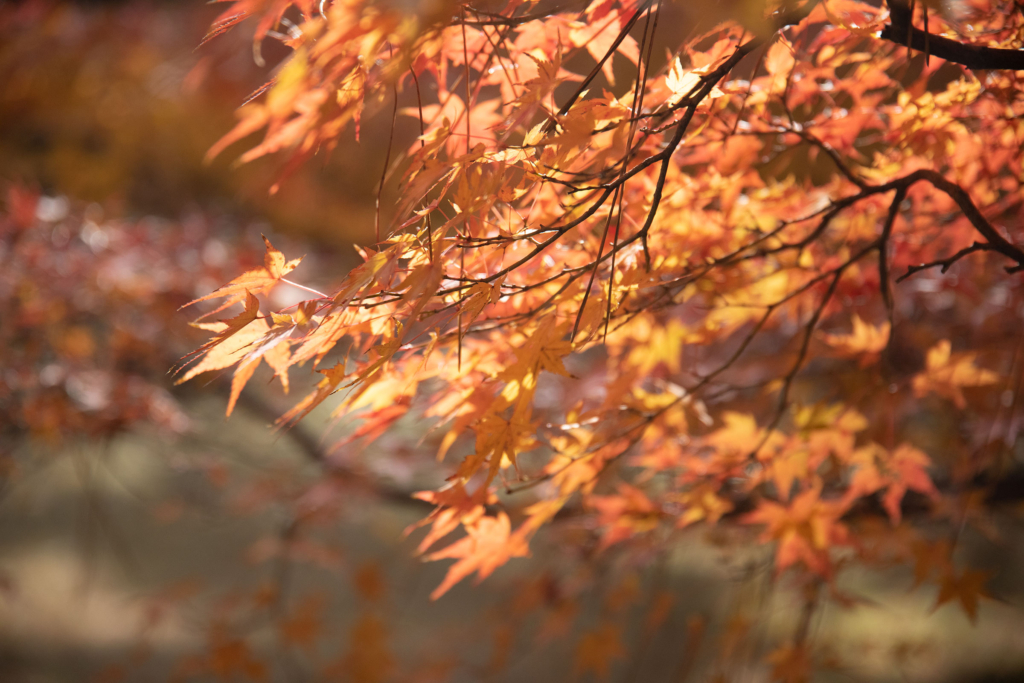 京都御苑内の紅葉