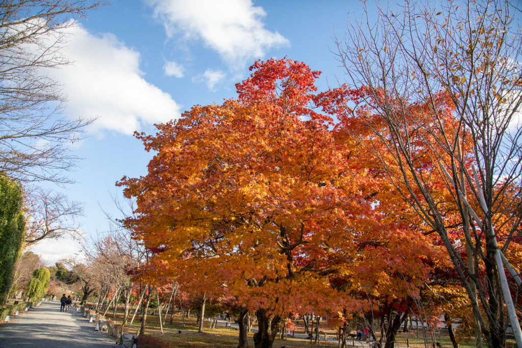 二条城清流園の紅葉