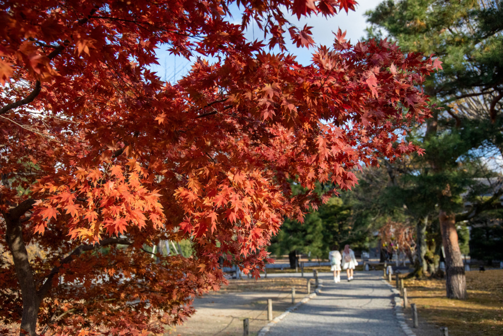 二条城清流園の紅葉