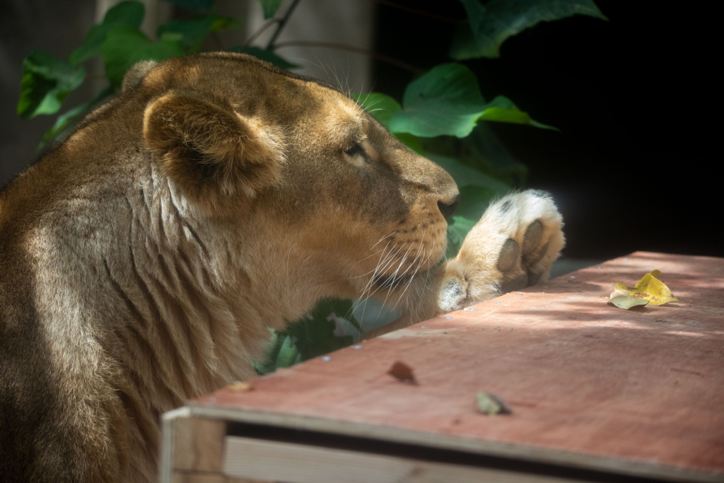 大牟田市動物園のライオン