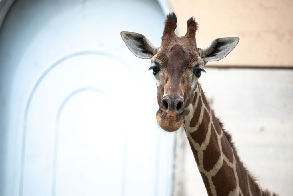 大牟田市動物園のキリン