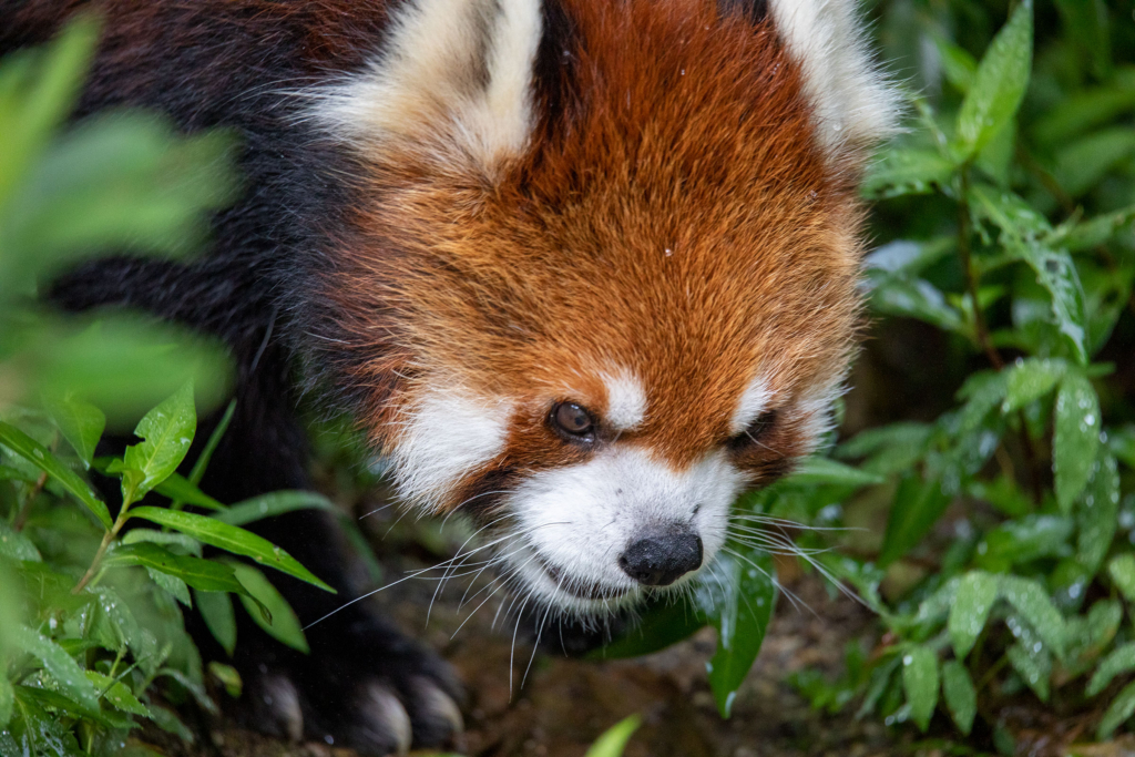 大牟田市動物園のレッサーパンダ