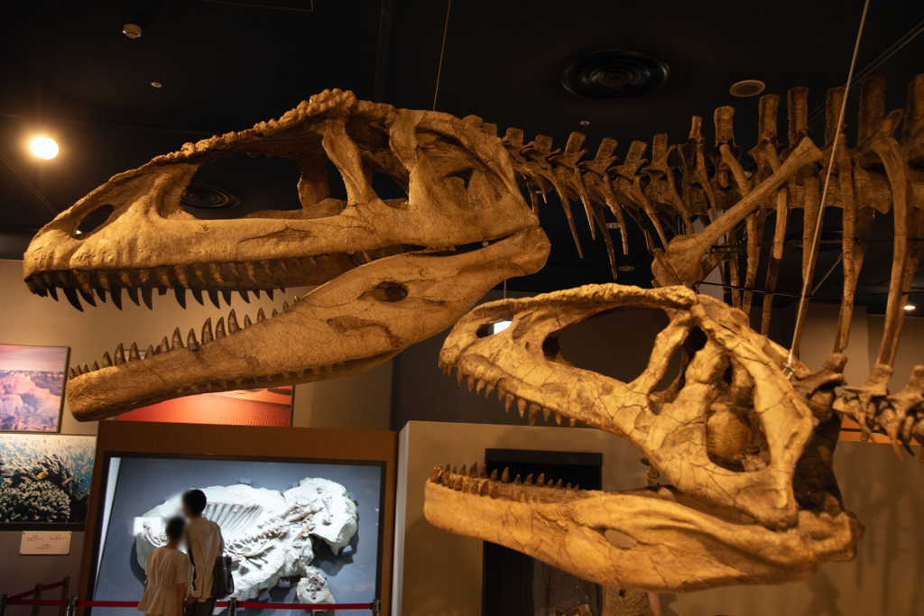 名古屋市科学館のマプサウルス復元骨格