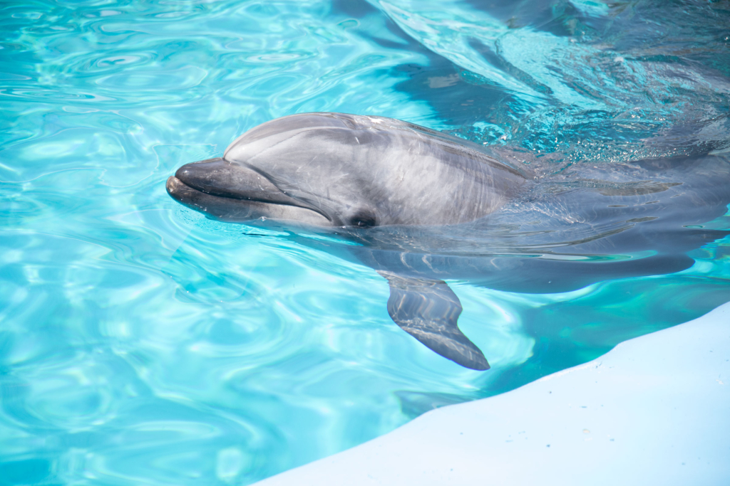 名古屋港水族館のイルカ