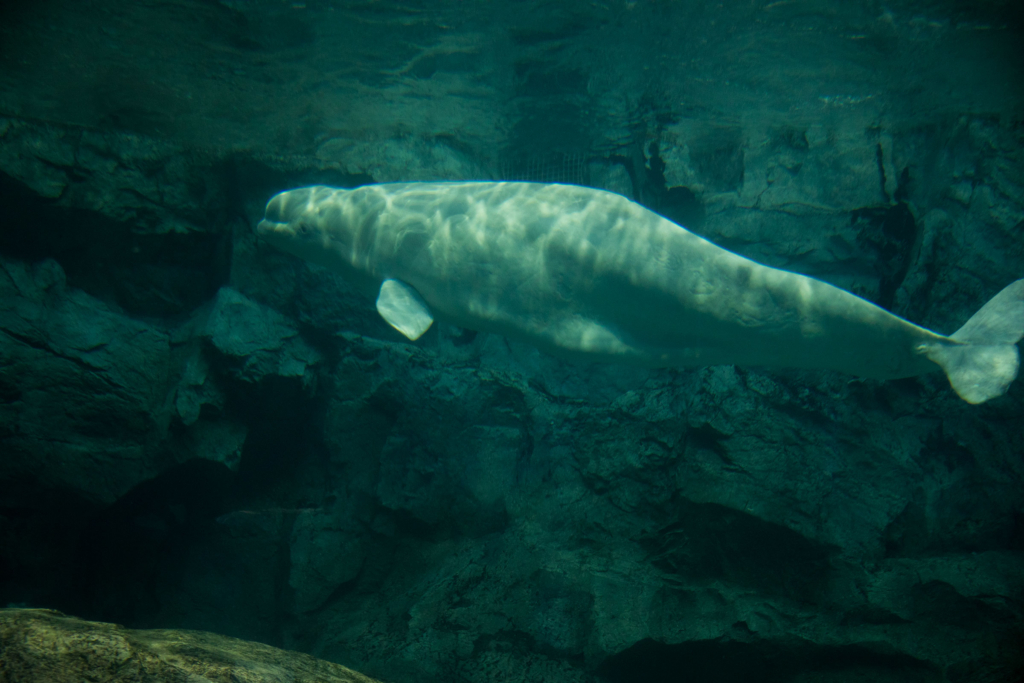名古屋港水族館のベルーガ