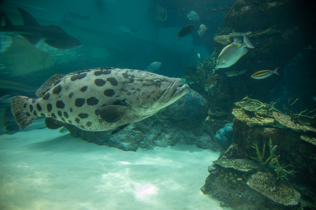 サンゴ礁大水槽