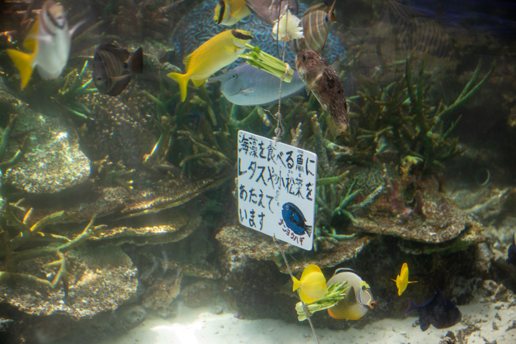 サンゴ礁大水槽