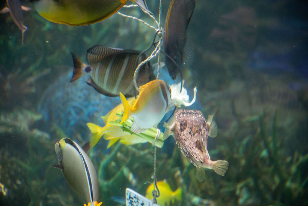 サンゴ礁大水槽