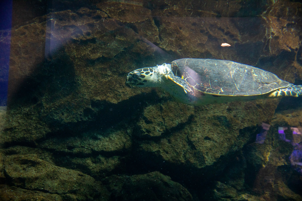 名古屋港水族館のウミガメ