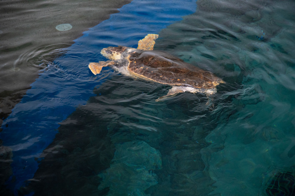 名古屋港水族館のウミガメ