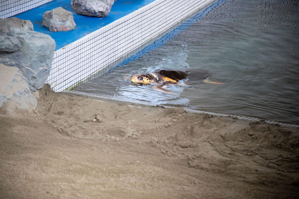 名古屋港水族館のウミガメ