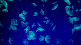 Thumbnail of post image 170