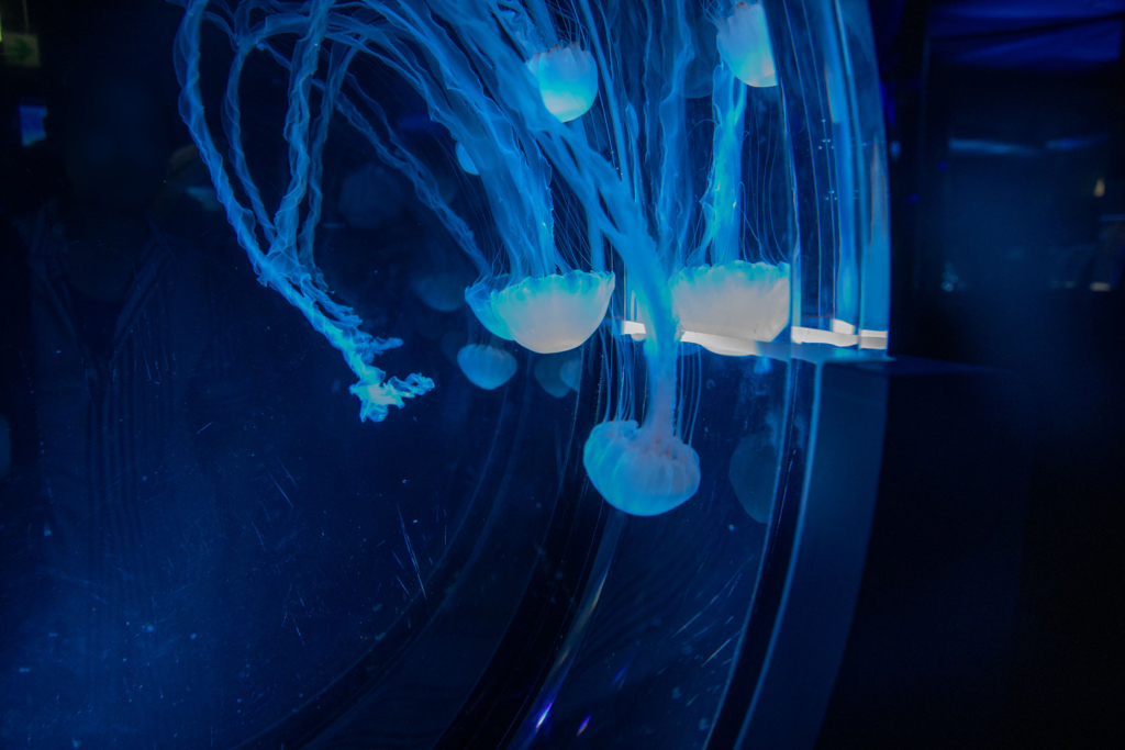名古屋港水族館のクラゲ