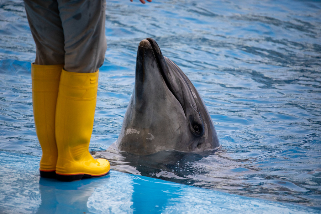 名古屋港水族館のイルカ