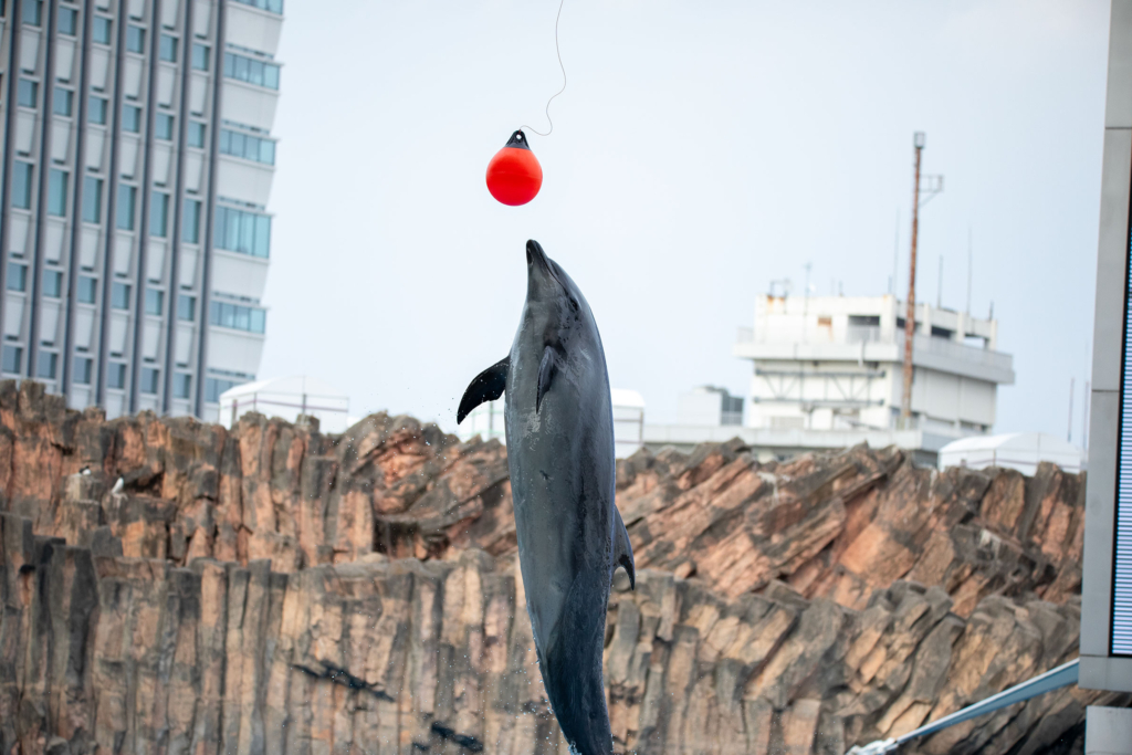 名古屋港水族館のイルカ
