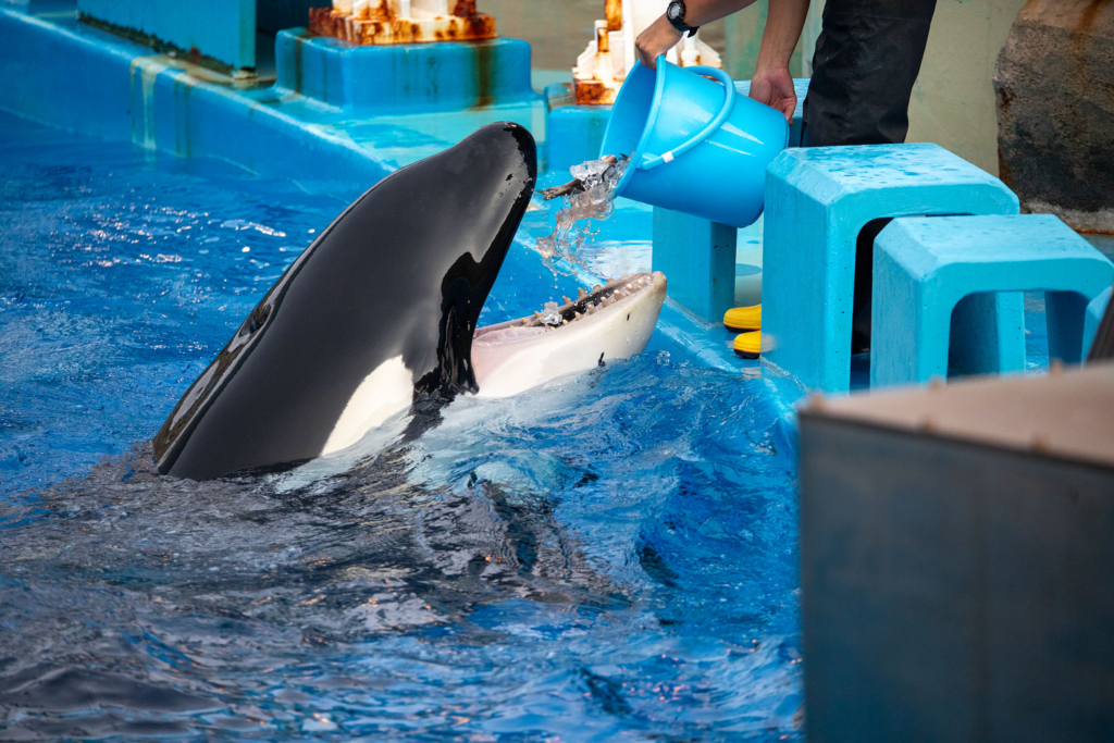 名古屋港水族館のシャチ