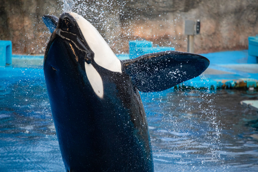 名古屋港水族館のシャチ