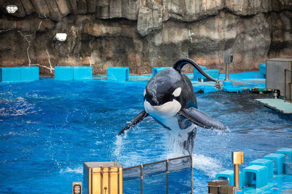 名古屋港水族館のシャチ