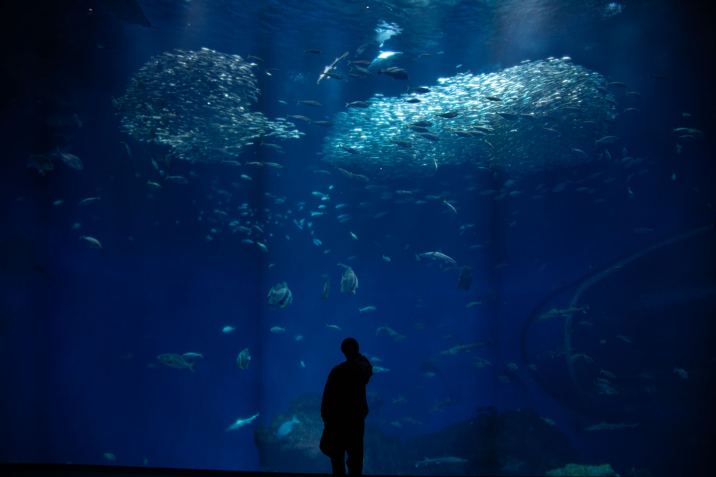 アクアワールド茨城県大洗水族館・出会いの海の大水槽