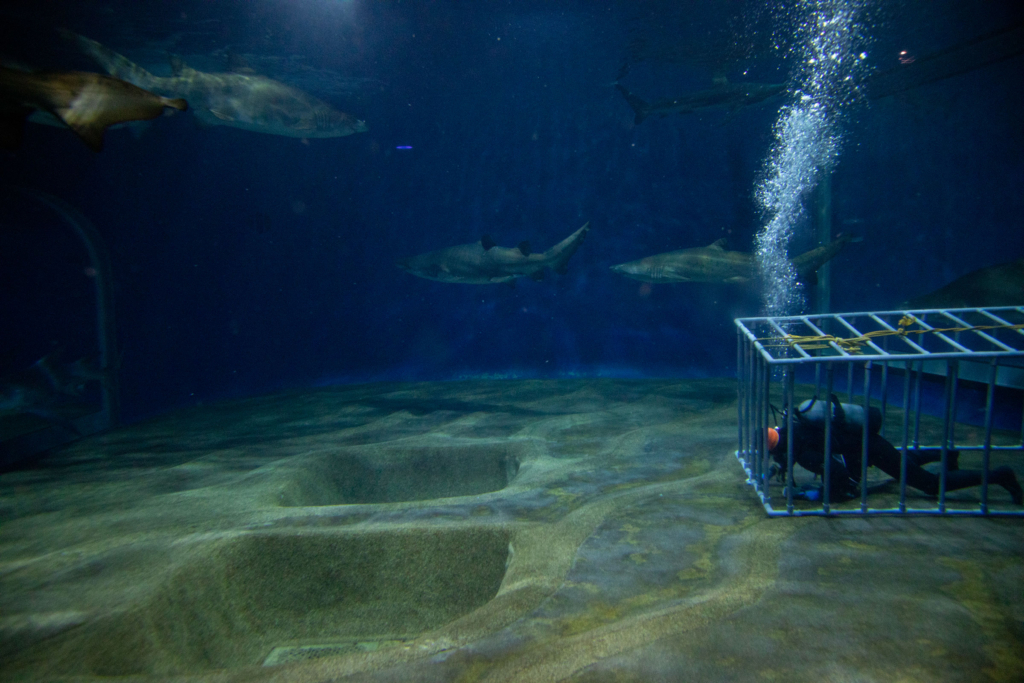 アクアワールド茨城県大洗水族館の「サメの海」水槽