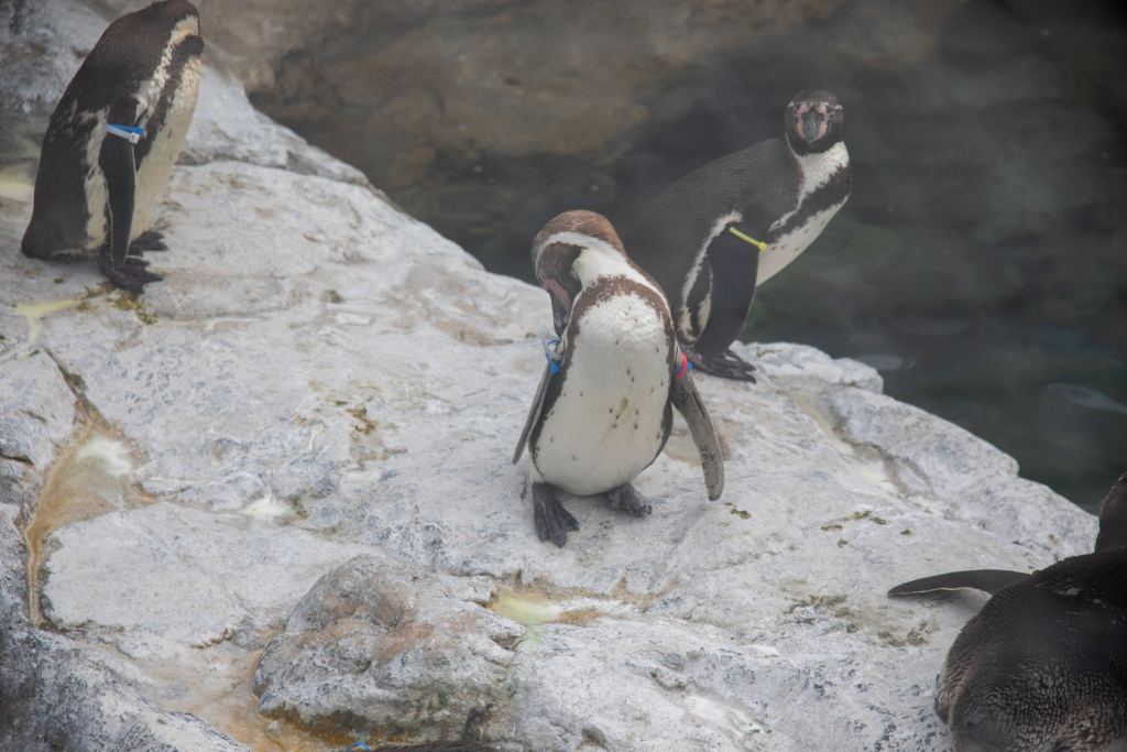 アクアワールド茨城県大洗水族館のフンボルトペンギン