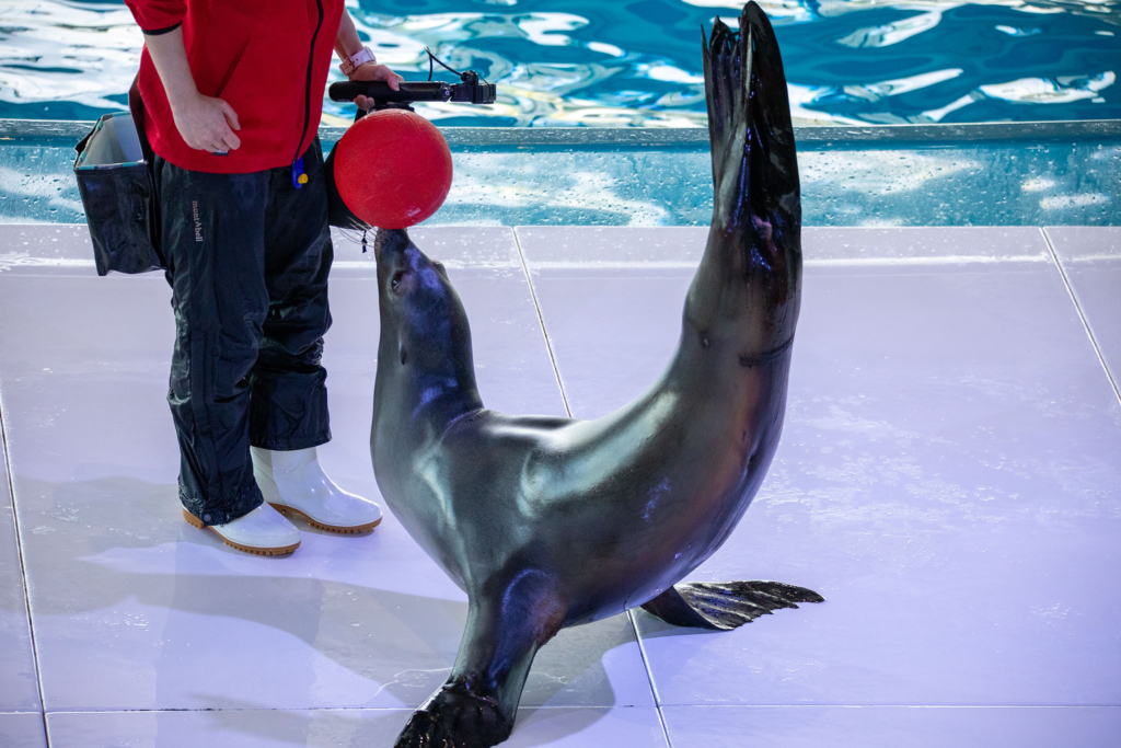 アクアワールド茨城県大洗水族館・アシカ