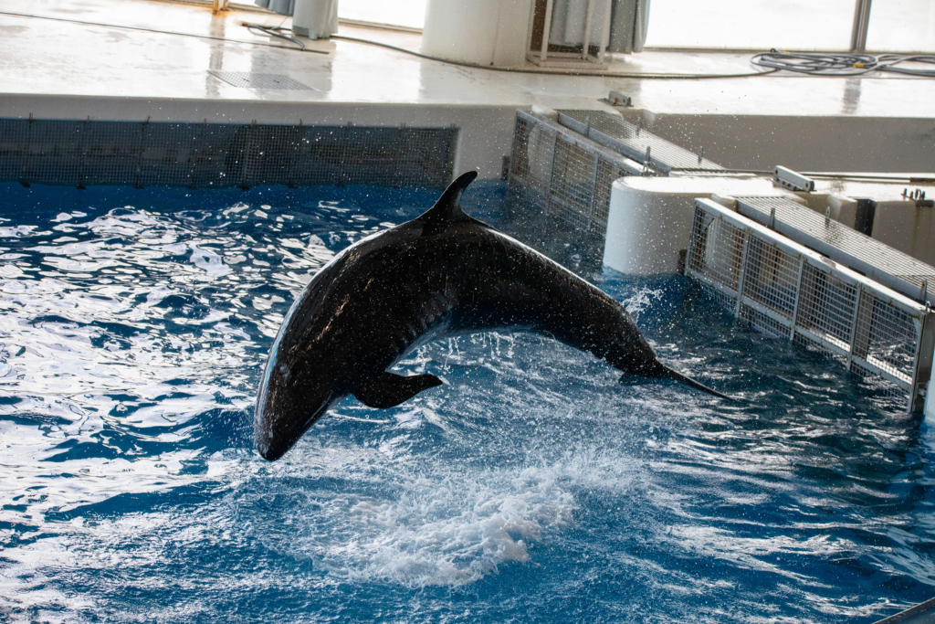 アクアワールド茨城県大洗水族館・イルカ
