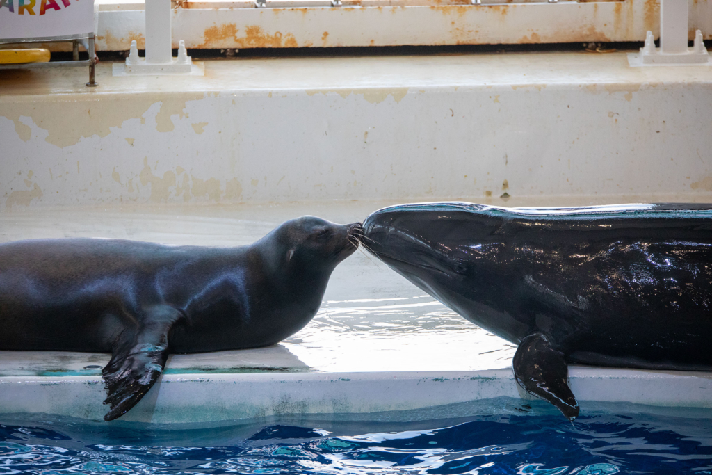 アクアワールド茨城県大洗水族館・アシカとイルカ