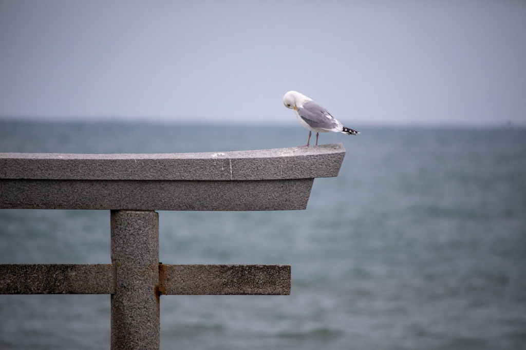 神磯の鳥居と鳥